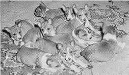Old-stock basenjis of nearly thirty years ago showing the small, rounded ears