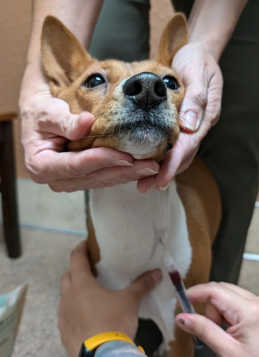 A basenji getting a cheek swab for DNA testing
