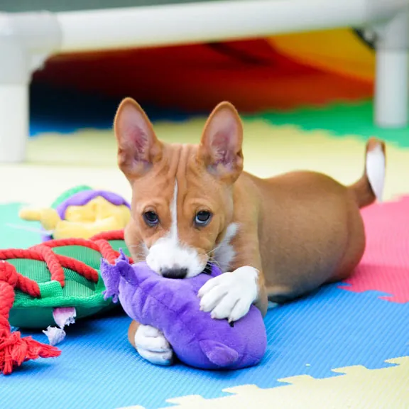 Basenji