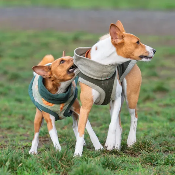 Basenji