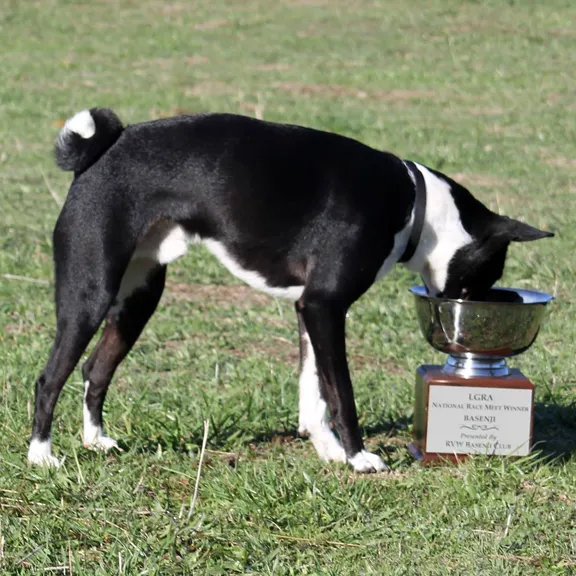 Basenji