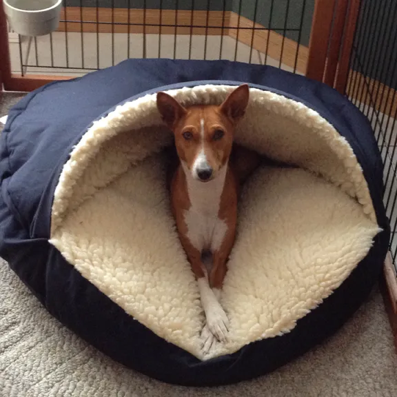 Basenji