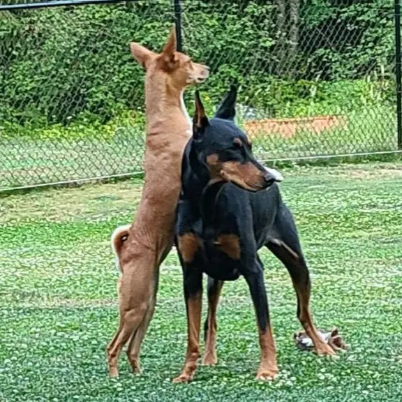 Basenji
