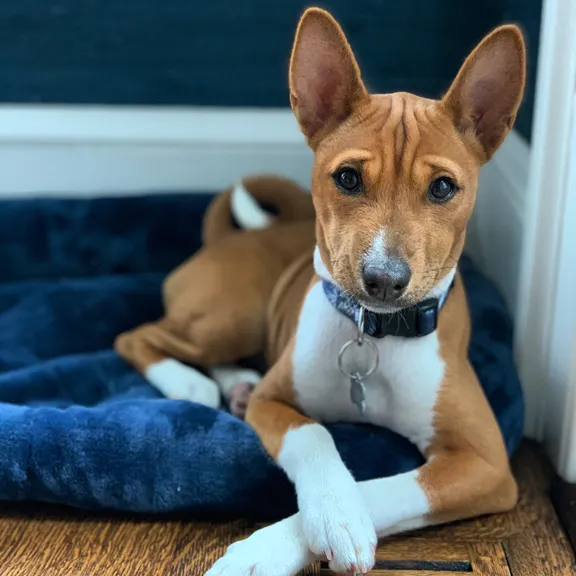 Basenji