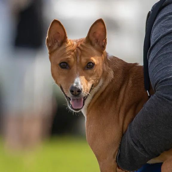 Basenji