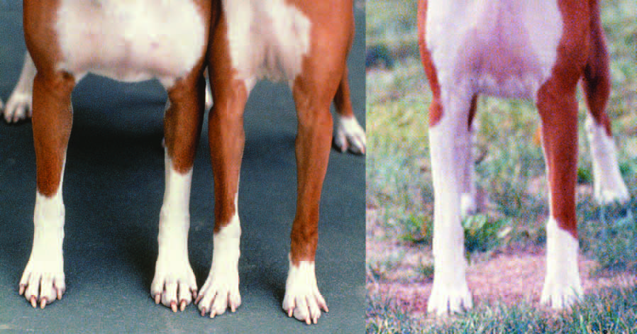 Three basenjis from the front: too wide, too narrow, and correct chest width