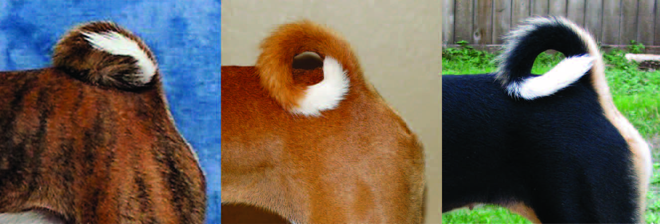 Examples of acceptable tail sets: high-set tails curled to one side