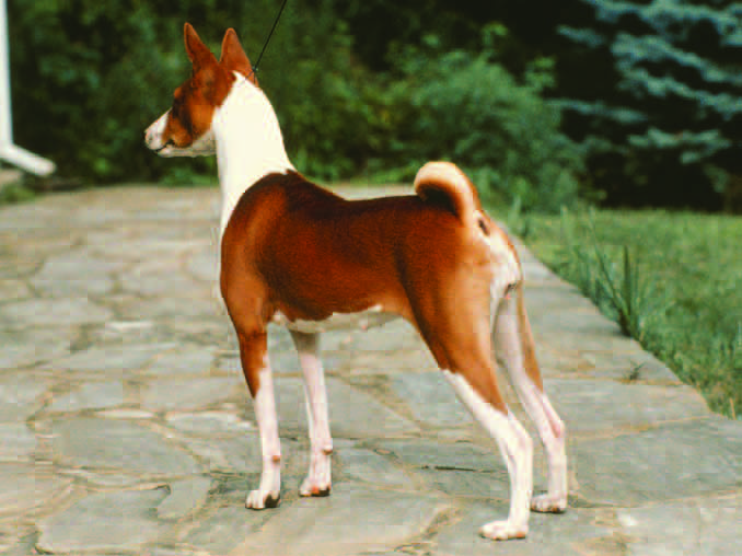 A few black hairs on the back of the ears, indicating the dog carries the tri-color factor
