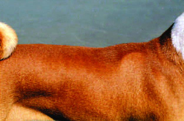 A black and white basenji showing pure glossy jet black with distinct demarcation