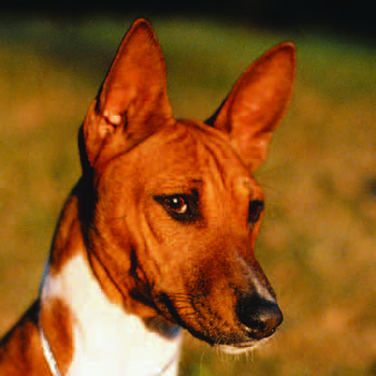 Brindle-pointed striping visible on cheeks