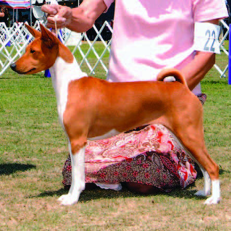 Red and white basenji