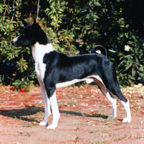 Black and white basenji