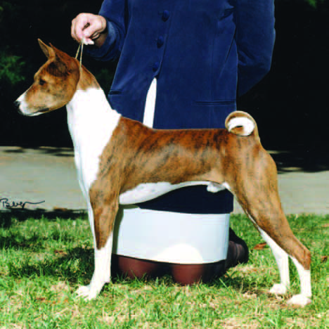 Tricolor basenji