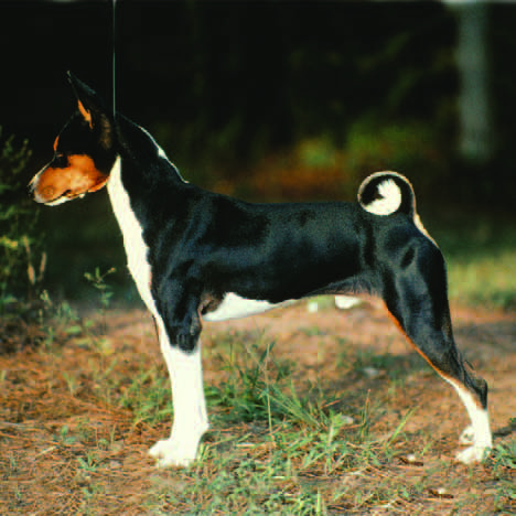 Brindle basenji