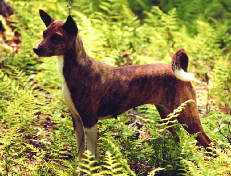 A red and white basenji showing bright, rich coloring