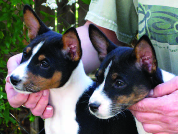 A tricolor basenji showing glossy black with tan markings