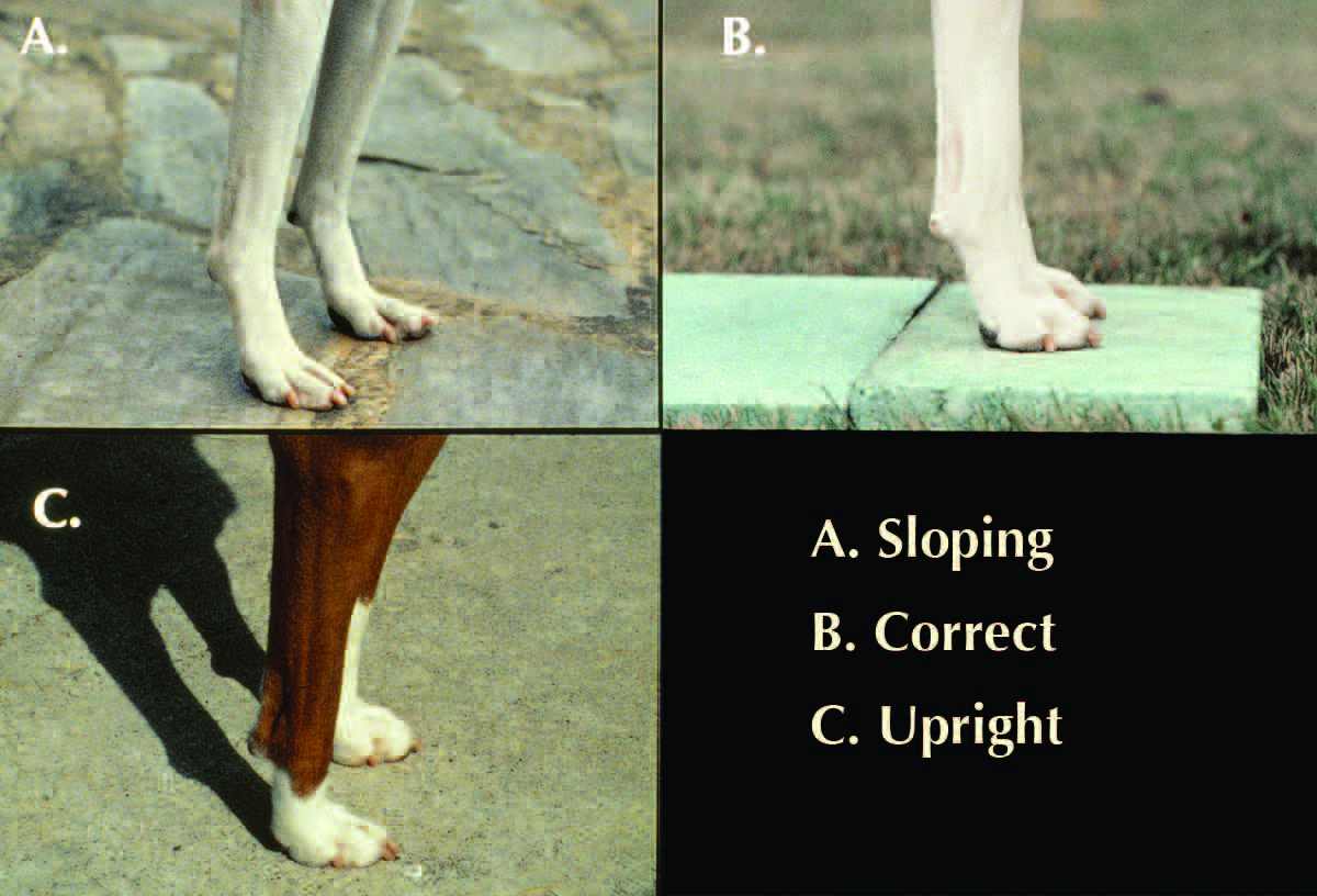Good basenji feet showing thick pads and well-arched toes