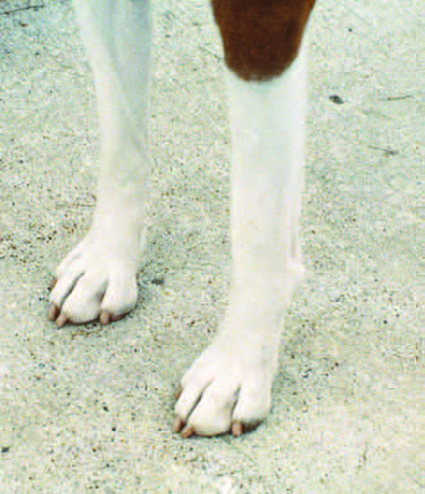 Example of flat, splayed feet