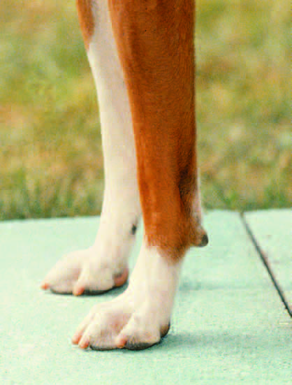 Another example of splayed feet