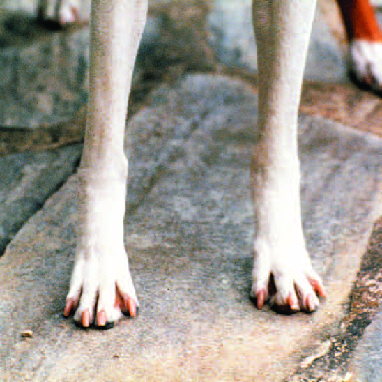 Close-up of thick basenji pads with oval foot shape