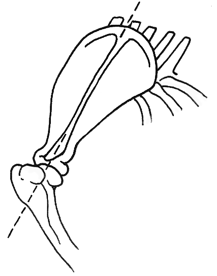 Diagram of correct pastern angles