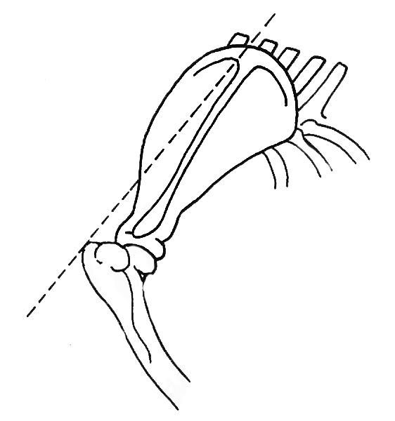 Diagram of correct versus incorrect pastern positions