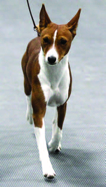 Basenji coming toward the viewer: straight column from shoulder to foot
