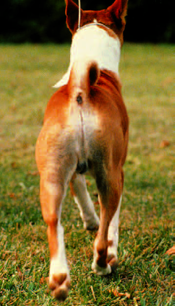 Basenji going away: straight column from hip to pad