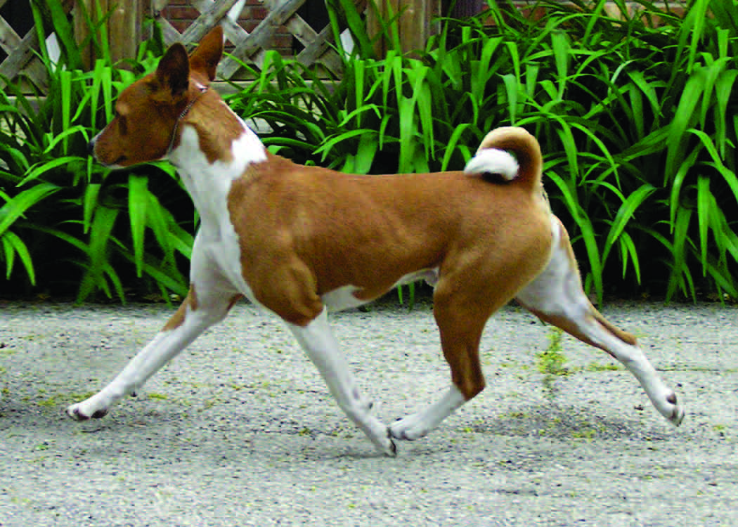 A basenji demonstrating correct balanced movement at the trot