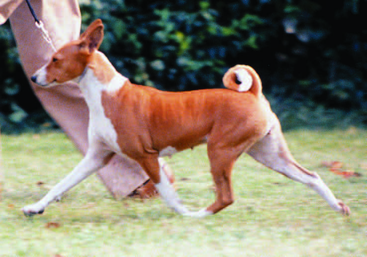 Basenji at the trot showing long, smooth stride with level topline