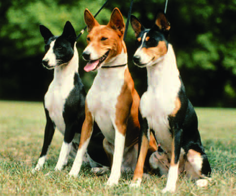 A basenji displaying wrinkled forehead, curled tail, and alert expression