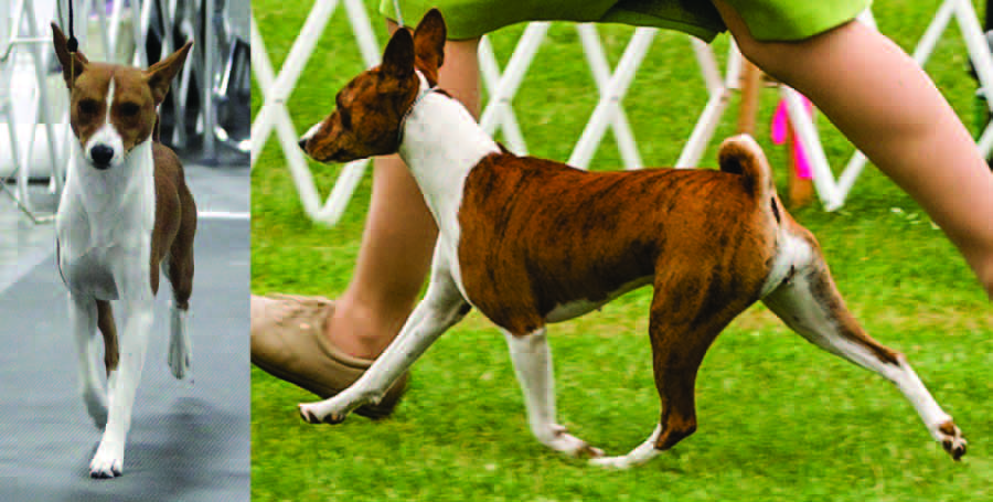 A basenji in profile demonstrating gazelle-like grace and balanced structure