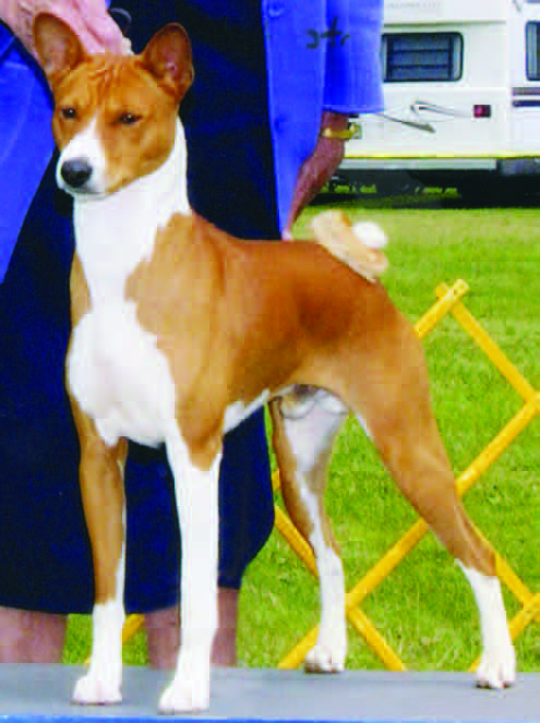 A red and white basenji in correct standing profile