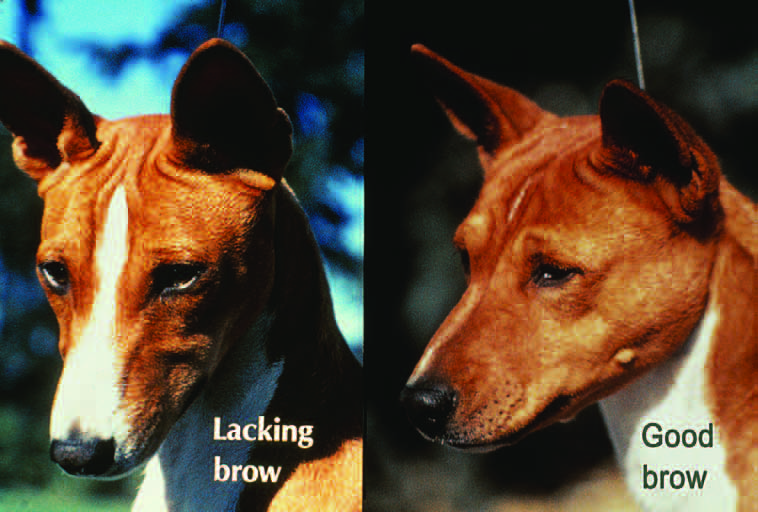 Basenji head showing the well-developed arch over the eye