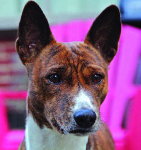 Black and white basenji head