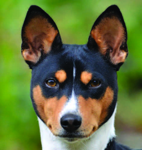 Brindle basenji head