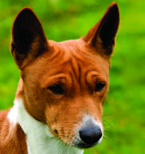 Red and white basenji head