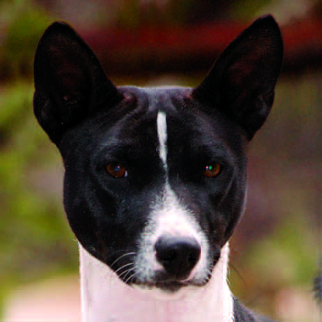 Tricolor basenji head