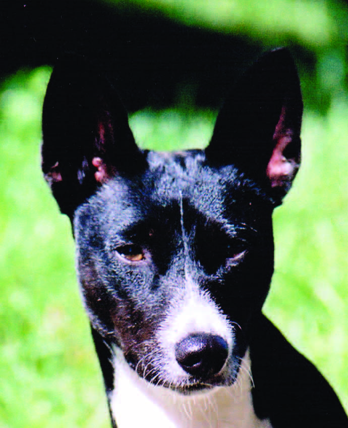 Photographs showing correct ear set and hooded ear shape