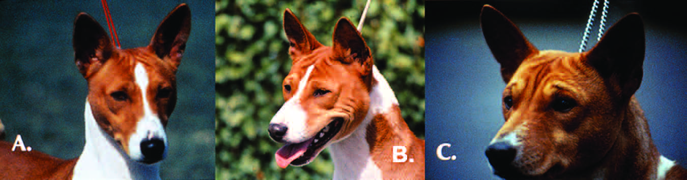 Three examples of ear set: A is large, B is correct, C is low set