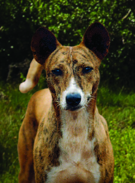 Close-up of correct basenji eyes: dark color, almond shape, oblique set