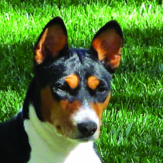 Male and female basenji heads compared