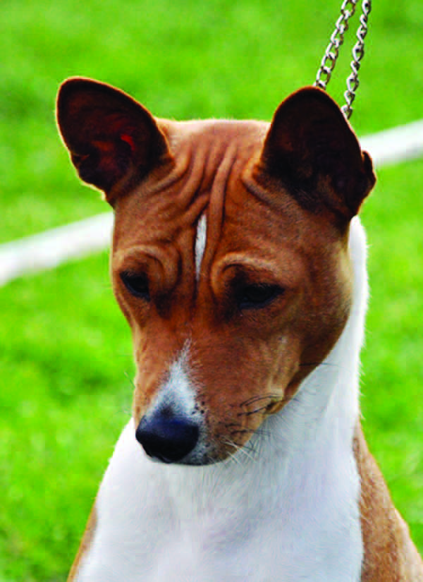 Overhead view of a basenji head showing flat skull, tapering foreface, and wrinkle pattern