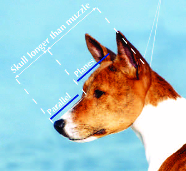 Profile showing muzzle parallel to flat skull, with distance from back of head to stop greater than stop to nose
