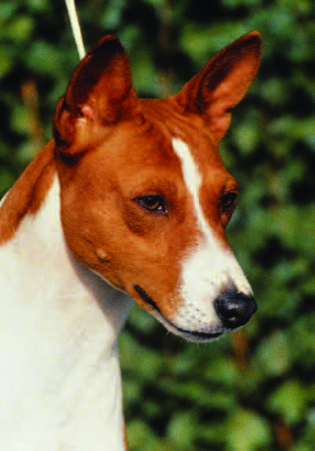 View from above showing skull narrowing toward the eyes and foreface tapering toward the muzzle