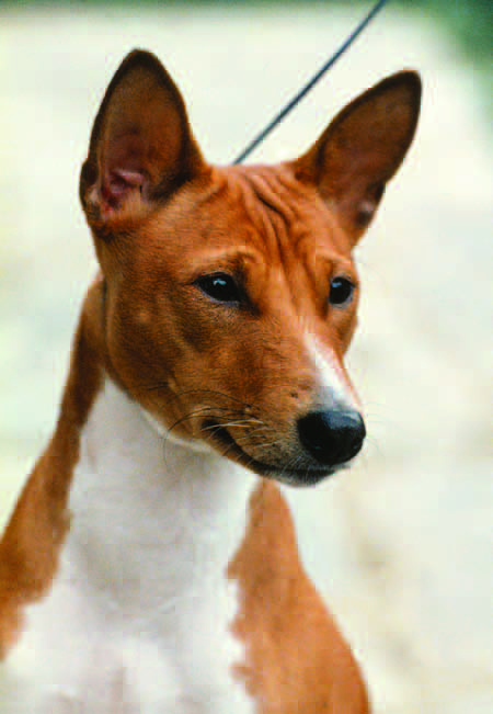Profile showing smooth transition from skull into muzzle