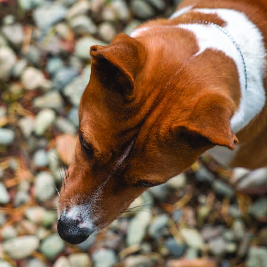 Basenji head from above showing the one-piece skull-to-muzzle transition