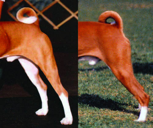 Correct moderate rear angulation