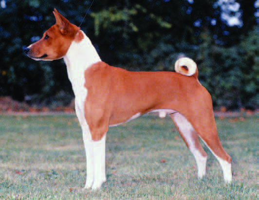 Over-angulated hindquarters