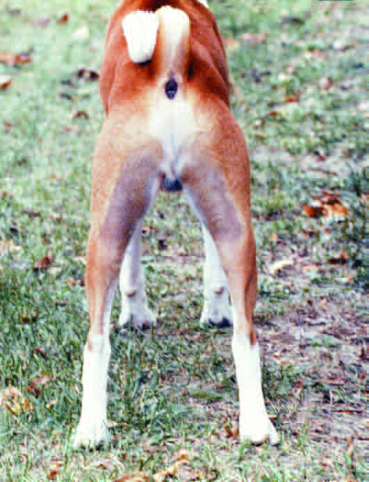 Diagram showing how pelvis length creates the shelf behind the high-set tail